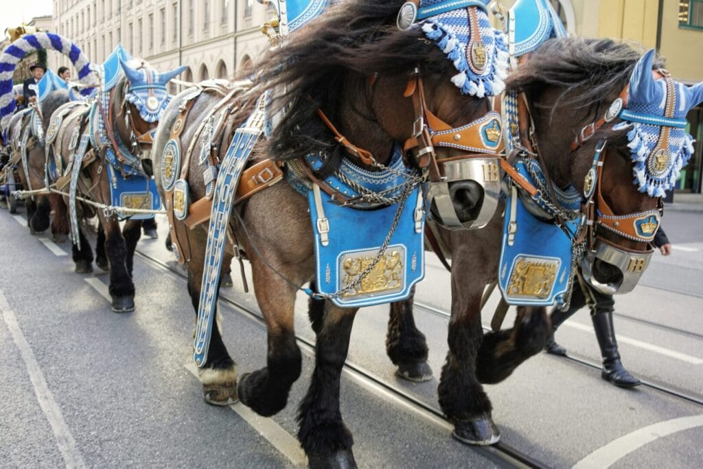 Horses in central Munich